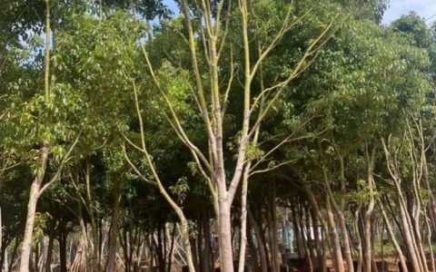 江苏蛐蛐园艺有限公司深耕茶花培育，打造多元化花境植物矩阵