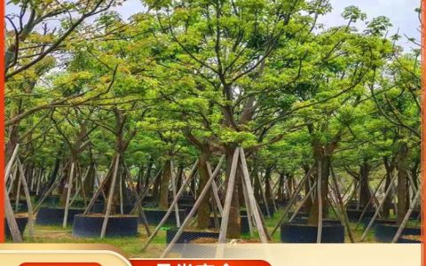 漳州鼎盛园林工程有限公司主推精品宫粉紫荆，赋能园林绿化产业升级