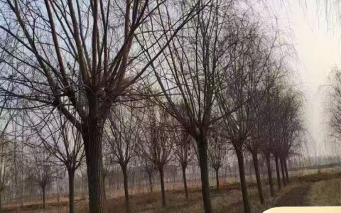 万森（菏泽）园林绿化有限公司优化道路工程景观树品类，提升城市绿化标准
