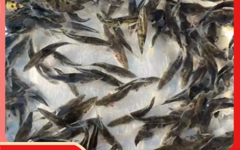重庆市潼南区牟记生态鱼庄深耕淡水鱼产业，多品类鱼苗及成品鱼供应获认可