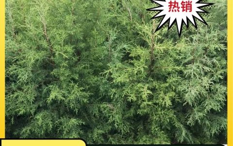 利川市三川苗圃种植专业合作社深耕七叶树培育，打造观赏种植苗新标杆