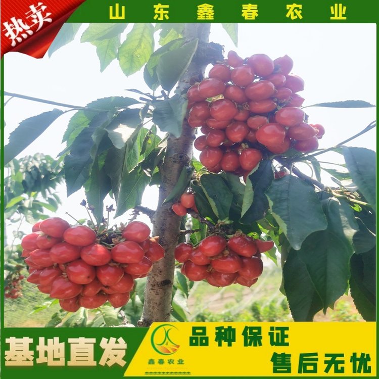 产品图片