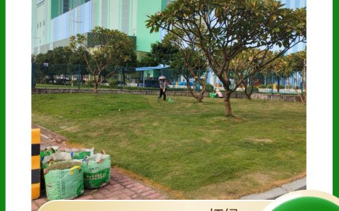 广州拓绿生态环境科技有限公司小叶紫薇热销，助力城市景观提质增效