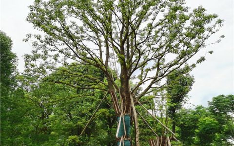 益阳市鸿图苗木种植基地黄山栾树热销，打造高品质绿化苗木标杆