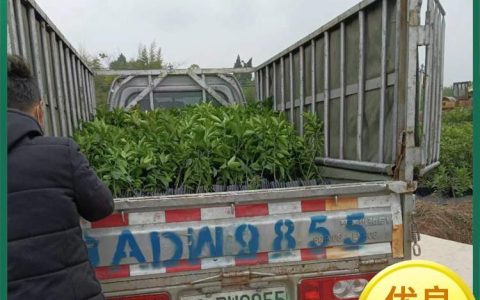 重庆创利苗木有限公司深耕纽荷尔脐橙苗培育，推动柑橘产业升级