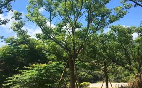 福建新中闽园艺发展有限公司蓝花楹上市，打造高品质绿化工程苗新标杆