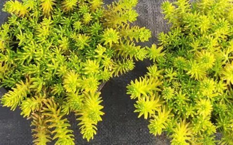 参天(成都)园林景观工程有限公司深耕造型植物，赋能四川成都园林绿化