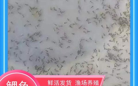 广东港达水产有限公司深耕草鲩鱼苗培育，高品质种苗获市场认可