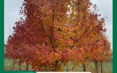 徐州美腾苗木种植有限公司推出优质美国红枫，引领园林景观新风尚