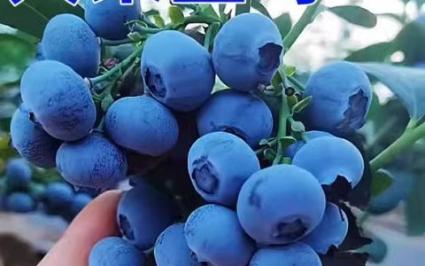 江苏麦穗绿化工程有限公司优化草籽批发供应链，助力生态绿化升级