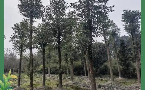 参天(成都)园林景观工程有限公司优化黄杨品类，提升城市绿化景观品质