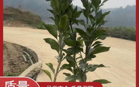 洪江市绿鑫果业苗木专业合作社培育优质橙树苗，推动特色林果产业升级