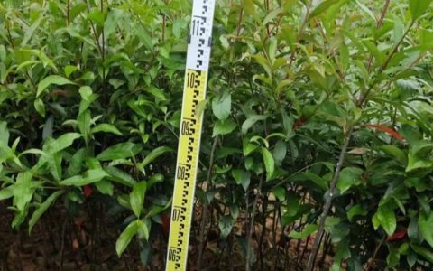 江苏富春园林有限公司水蜡品种升级，赋能园林景观工程新标准