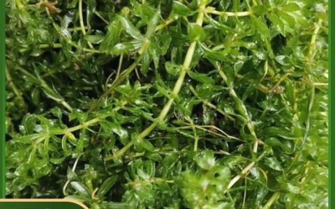 武汉新辰俊种植有限公司推出高品质浮岛植物，助力水生态修复与景观升级