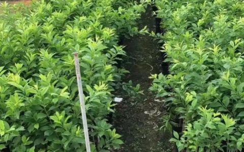 花乐町园艺（宿迁）有限公司主推五彩锦带，赋能园林绿化种植新升级
