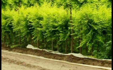 博野县柳枫苗圃场深耕金叶槐种植，打造北方彩叶苗木新标杆