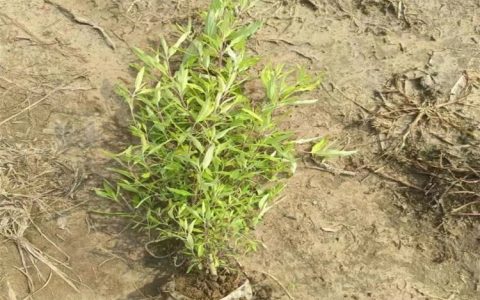 博野县永兴苗木种植有限公司深耕卫矛球培育，打造城镇绿化新标杆