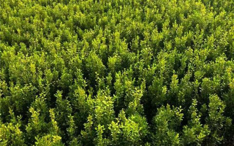 泰安市恒瑞农业科技有限公司深耕白皮松培育，打造园林植物风景树新标杆