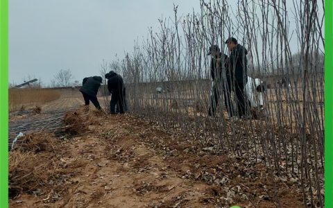 临沂鼎源苗木有限公司深耕基地种植，优质果树苗引领行业新发展