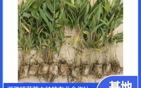 洪雅娅芬苗木种植专业合作社培育优质黄金芽，打造原生态茶苗产业新标杆