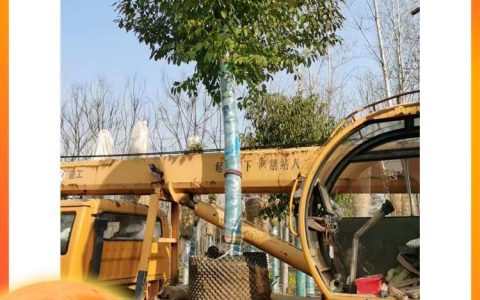 鄢陵县绿之林苗木基地腊梅热销，多元化苗木花卉种植引领市场