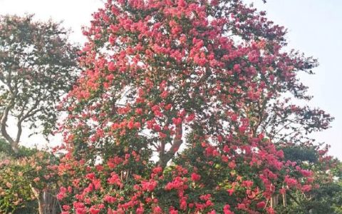 锡山区鹅湖中农花木苗圃深耕进口黑松，打造高端特色苗木供应链
