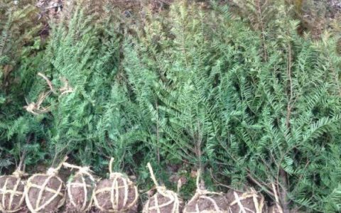 新昌县百佳苗木场鸡爪槭种子上市，优质种源驱动绿化市场新需求
