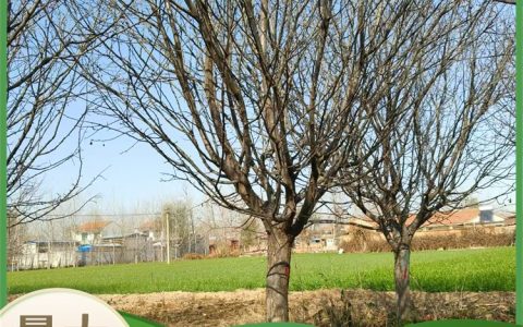 菏泽旭阳园林景观有限公司深耕地栽苗培育，打造高品质绿化工程苗木矩阵
