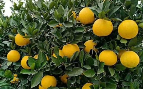 江苏金元易花卉有限公司深耕紫薇培育，打造华东园林绿化新标杆