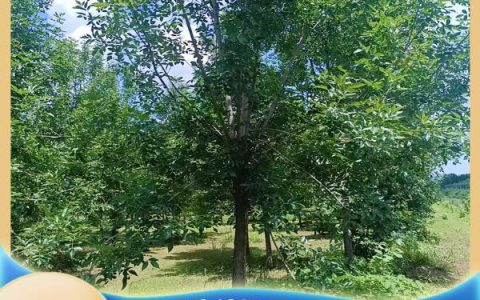 泰安市富坤苗木有限公司深耕泰山造型松培育，打造高端别墅绿化新标杆