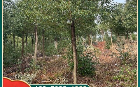 九江市柴桑区庐山林木种苗有限公司培育高品质榉树苗，打造绿化风景新标杆