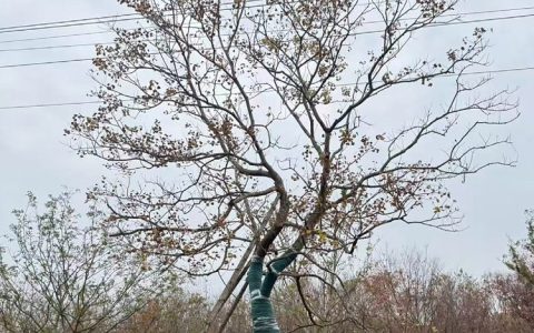 句容市天王镇美好佳园苗木种植园推出造型乌桕，打造园林景观新标杆