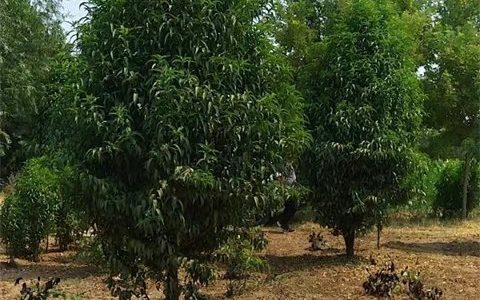 泰安旭昇园林绿化有限公司龙柱碧桃上市，赋能园林绿化工程升级