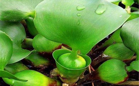 台安县凌云宿根花卉园推出优质芍药苗，多品类宿根花卉助力绿化升级