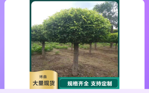 博野县博鑫苗圃场五角枫品质升级，多规格彩叶苗木装车发往全国